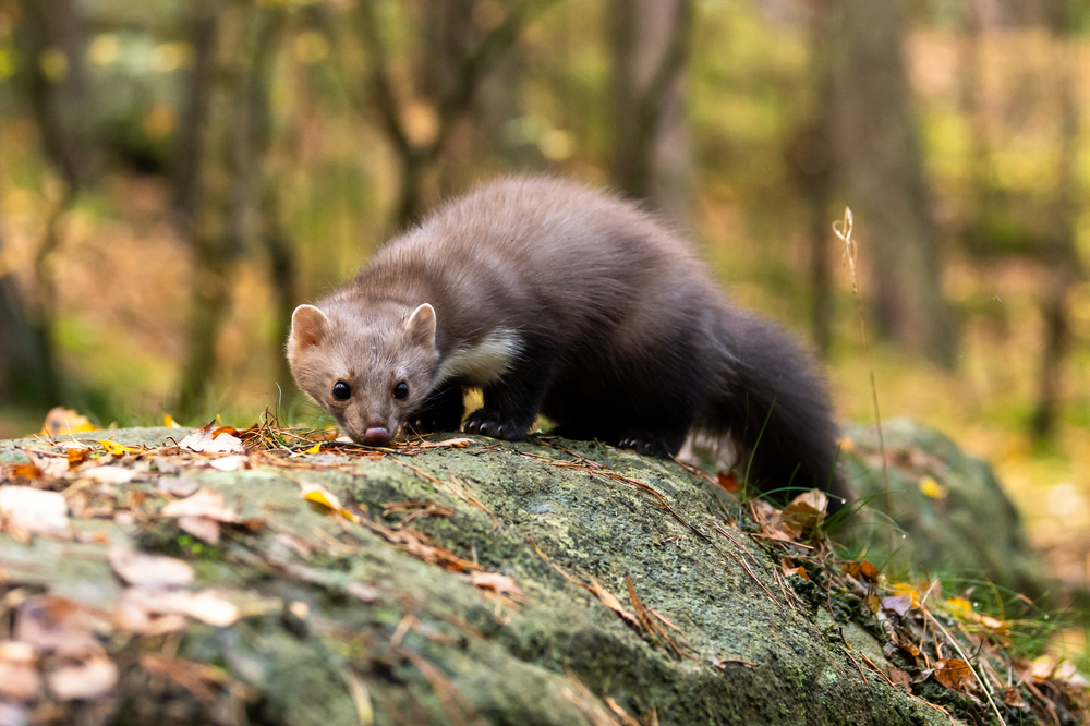Rozhovor s odborníkom: Ako ochrániť auto pred kunou